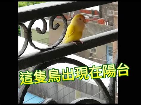 有鳥飛來家裡|【有鳥飛來家裡】鳥兒飛進家裡：吉兆還是兇兆？聽聽。